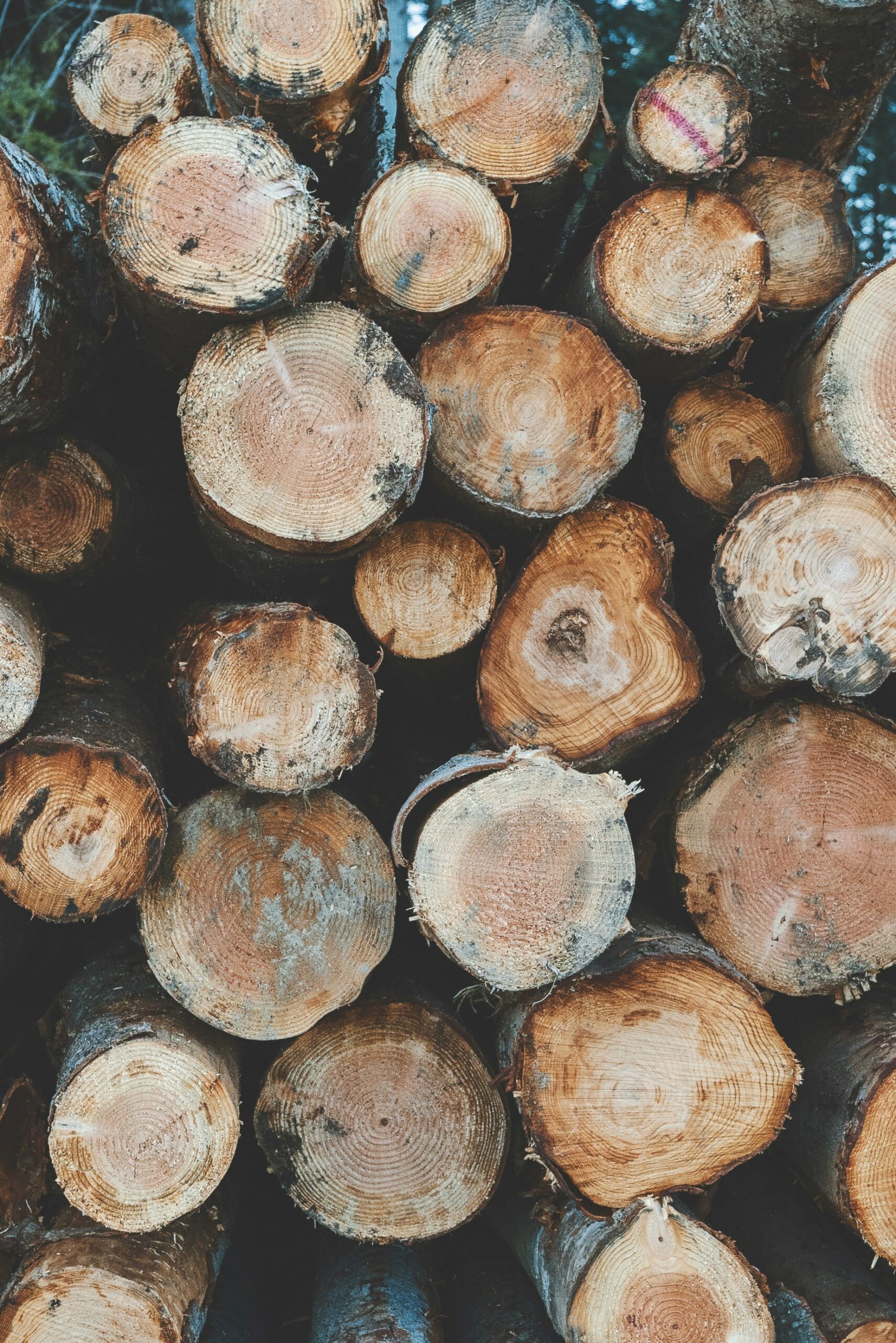 a pile of cut logs sitting next to each other